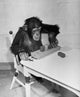 Chimpanzee sitting on a chair playing with blocks poster print