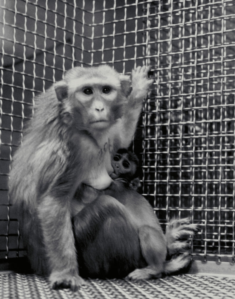 Animal Testing and Maternal Deprivation Poster Print, educational art