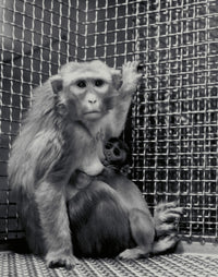 Animal Testing and Maternal Deprivation Poster Print, educational art