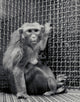 Animal Testing and Maternal Deprivation Poster Print, educational art