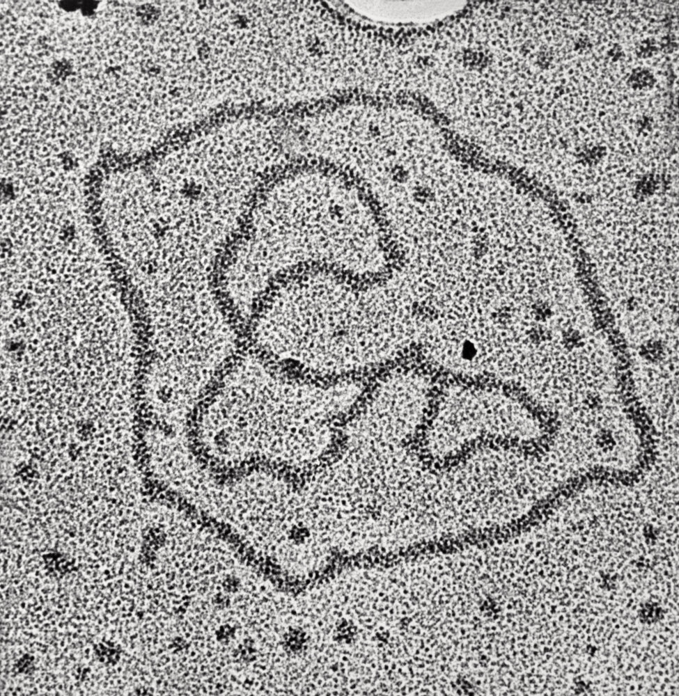 Viral DNA Rings Poster Print showcasing the structure of DNA