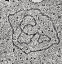 Viral DNA Rings Poster Print showcasing the structure of DNA
