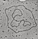 Viral DNA Rings Poster Print showcasing the structure of DNA