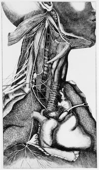 Anatomy of the Neck Poster Print showcasing human neck anatomy