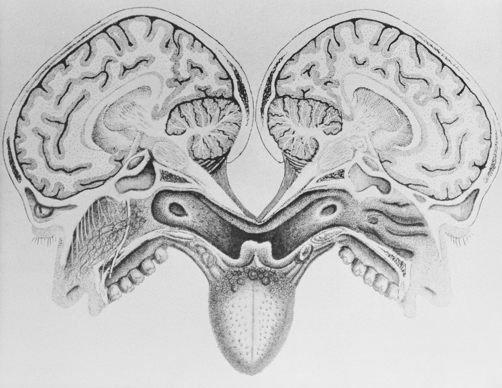 Human Head Cross Section Poster Print showing detailed anatomy.
