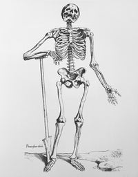 16th Century Human Skeletal Anatomy Poster Print by Science Source