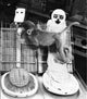 Animal Testing and Maternal Deprivation Educational Poster Print