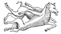 Monstrous Conjoined Pig 16th Century Poster Print by Science Source