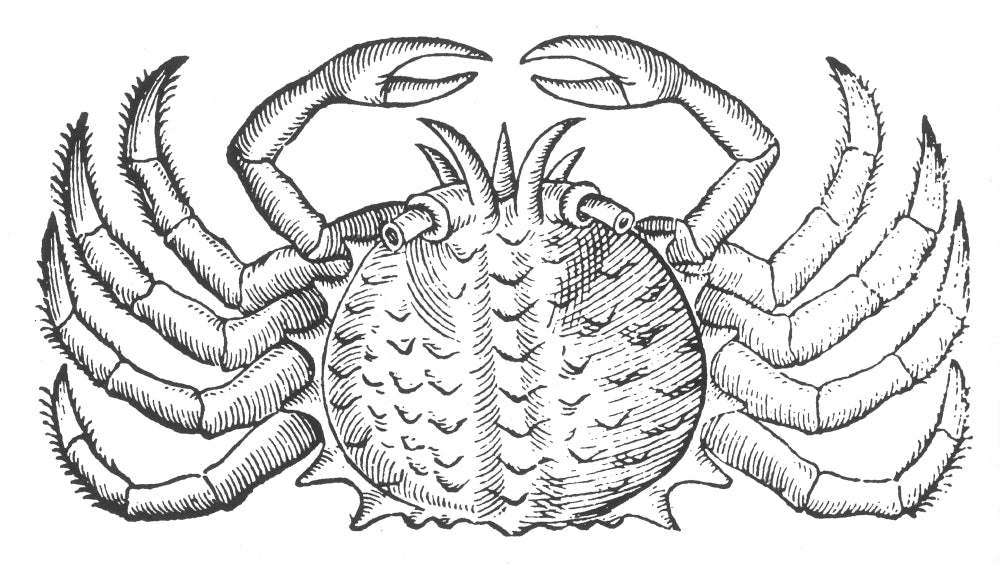 Sea Crab 16th Century Poster Print showcasing detailed marine life.