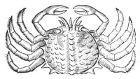 Sea Crab 16th Century Poster Print showcasing detailed marine life.