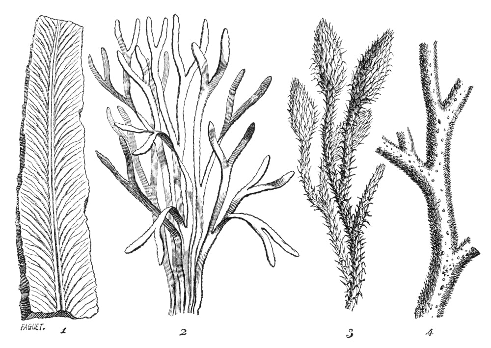 Silurian Plants Poster Print showcasing prehistoric flora.