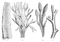 Silurian Plants Poster Print showcasing prehistoric flora.