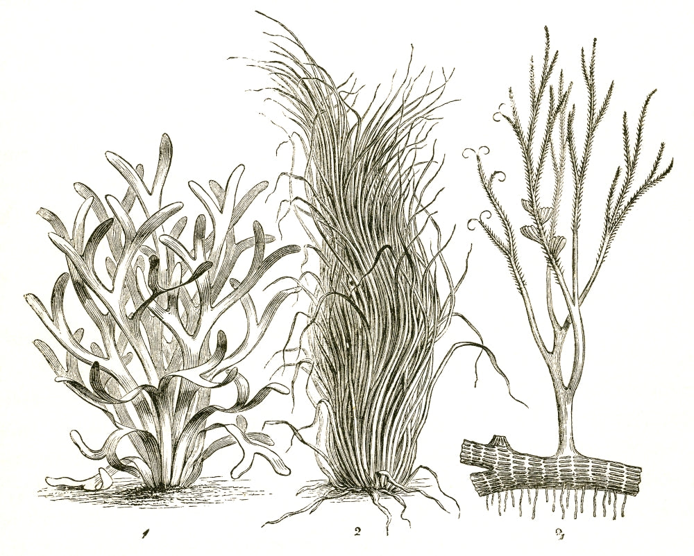 Devonian Plants Poster Print showcasing ancient flora
