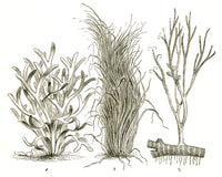 Devonian Plants Poster Print showcasing ancient flora