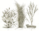 Devonian Plants Poster Print showcasing ancient flora