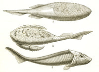 Armored Fishes Poster Print showcasing vibrant marine life.