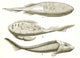 Armored Fishes Poster Print showcasing vibrant marine life.