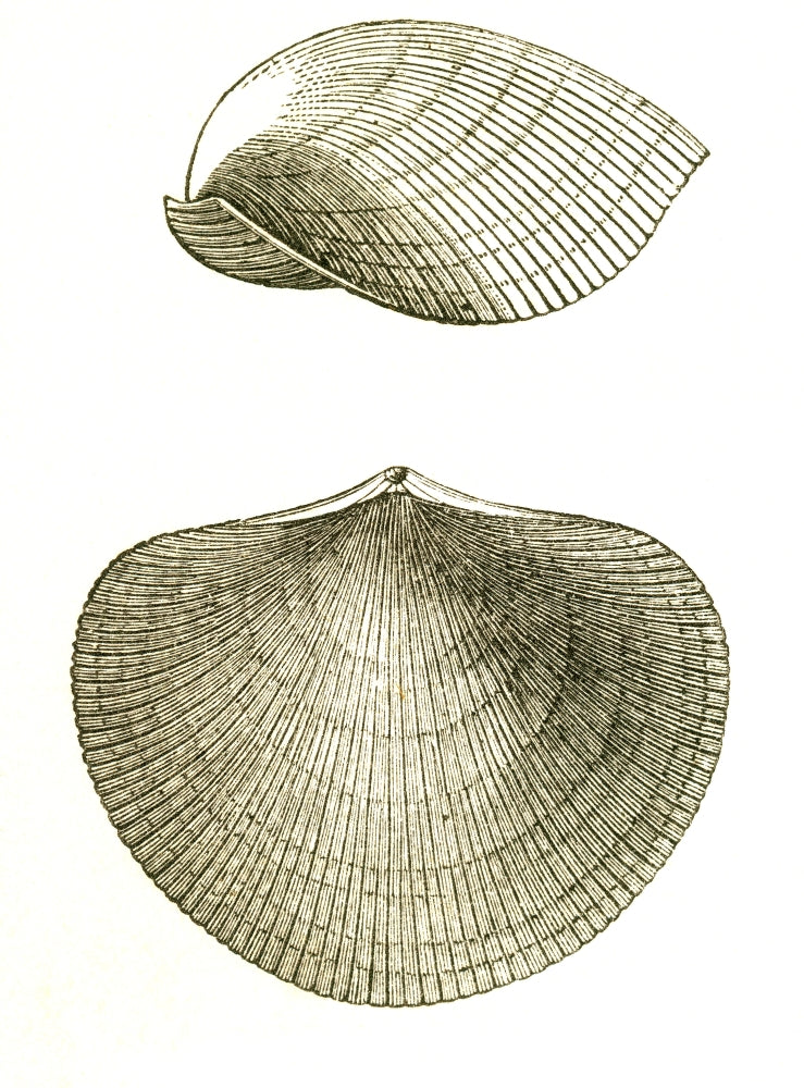 Devonian Brachiopod Scientific Poster Print showcasing ancient marine life.