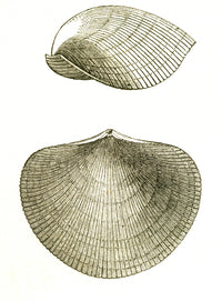 Devonian Brachiopod Scientific Poster Print showcasing ancient marine life.