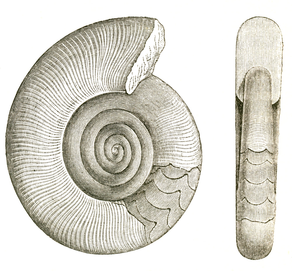 Devonian Ammonite Poster Print showcasing ancient marine fossil