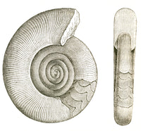 Devonian Ammonite Poster Print showcasing ancient marine fossil
