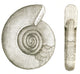 Devonian Ammonite Poster Print showcasing ancient marine fossil