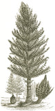 Carboniferous Calamites Science Poster Print on premium paper