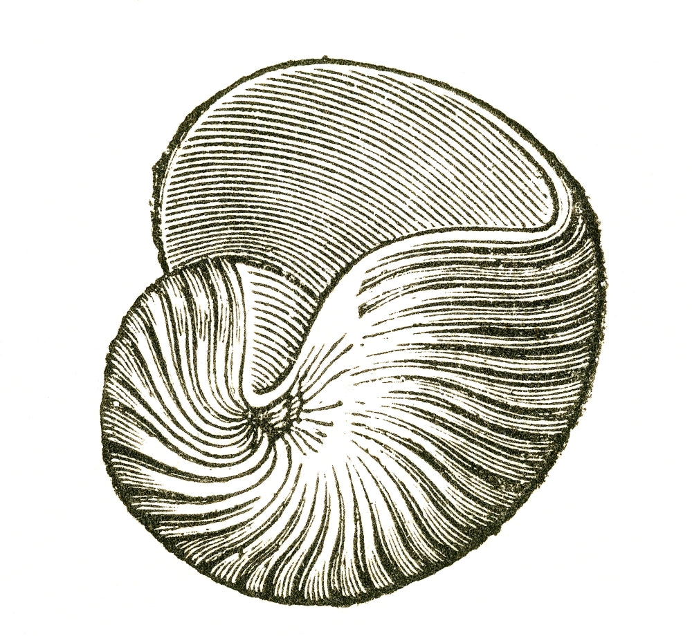 Carboniferous Gastropod Poster Print showcasing ancient mollusk details.