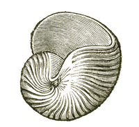 Carboniferous Gastropod Poster Print showcasing ancient mollusk details.