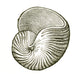 Carboniferous Gastropod Poster Print showcasing ancient mollusk details.