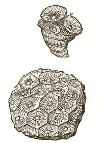 Rugose Coral Fossil Poster Print showcasing intricate coral patterns.