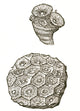 Rugose Coral Fossil Poster Print showcasing intricate coral patterns.