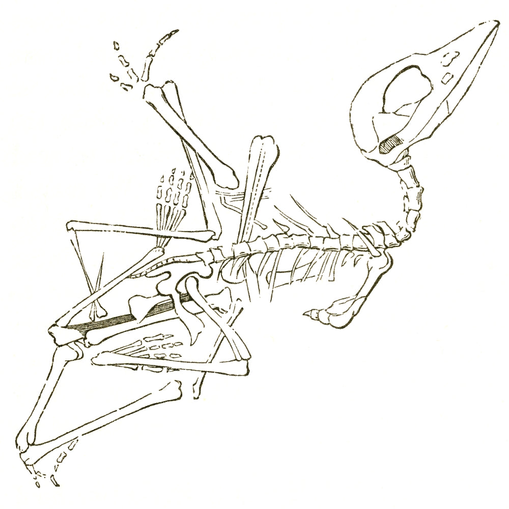 Pterodactyl Fossil Poster Print showcasing a detailed fossil illustration.