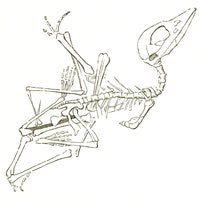 Pterodactyl Fossil Poster Print showcasing a detailed fossil illustration.