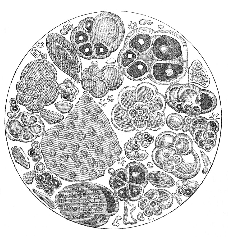 Tertiary Chalk Fossils Poster Print showcasing detailed fossils from the Tertiary period.