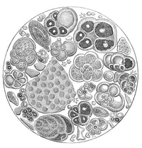 Tertiary Chalk Fossils Poster Print showcasing detailed fossils from the Tertiary period.