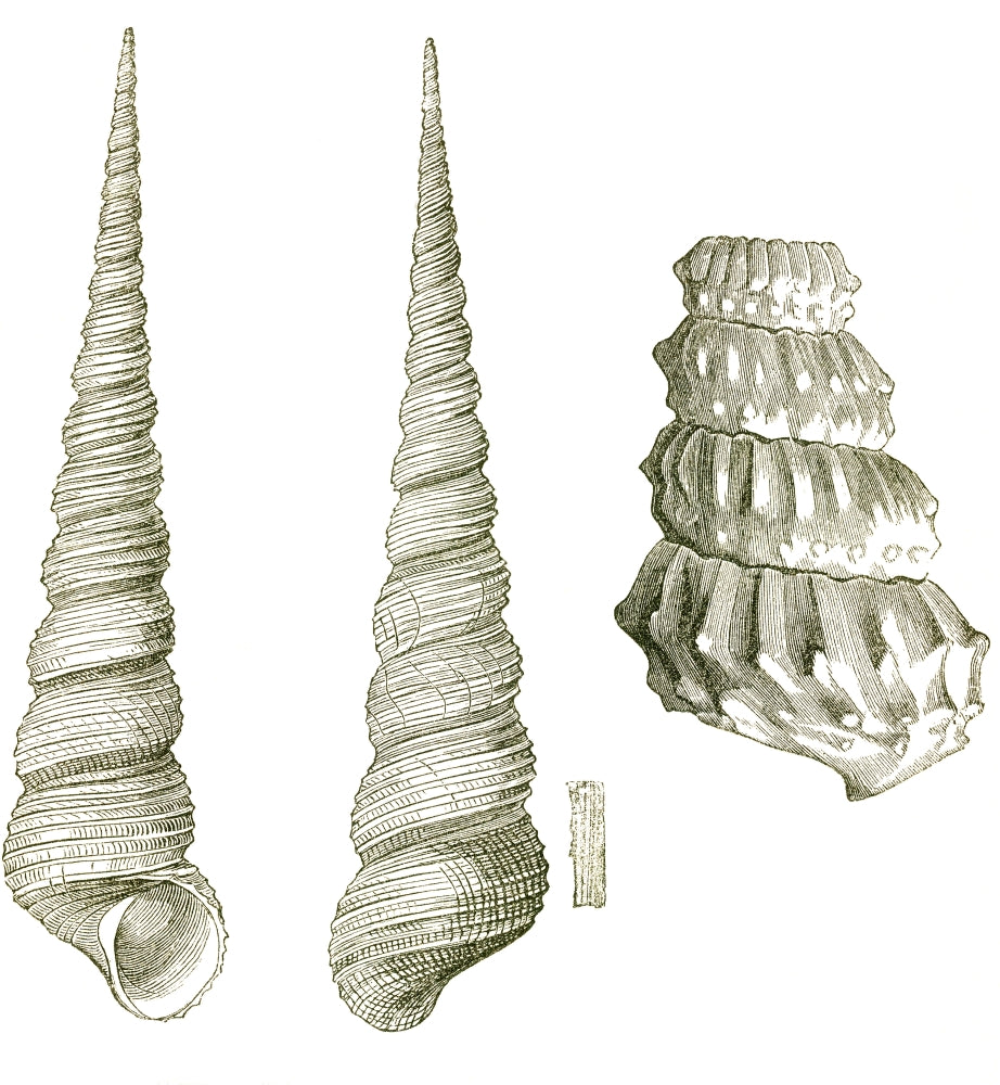 Gastropod and Ammonite Poster Print showcasing marine life details.