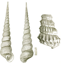 Gastropod and Ammonite Poster Print showcasing marine life details.