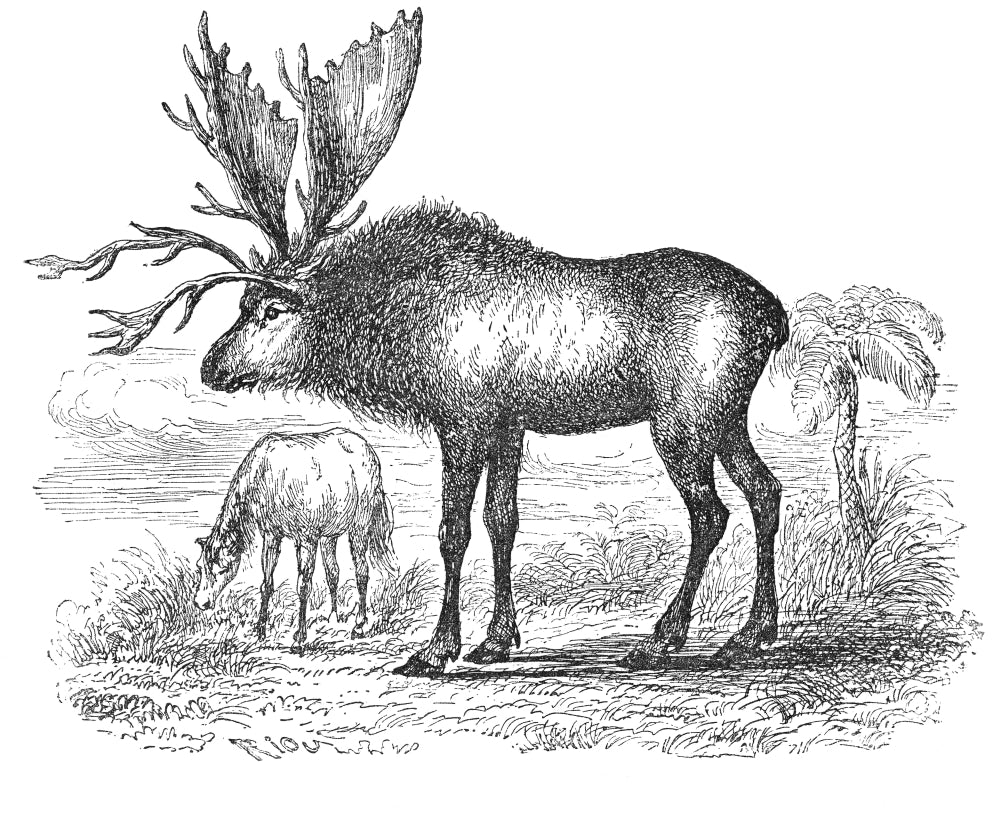 Sivatherium Poster Print showcasing a prehistoric creature