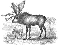 Sivatherium Poster Print showcasing a prehistoric creature