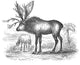 Sivatherium Poster Print showcasing a prehistoric creature