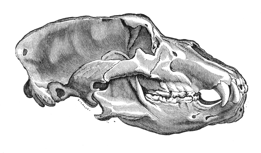 Cave Bear Skull Poster Print showcasing intricate details.