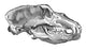 Cave Bear Skull Poster Print showcasing intricate details.