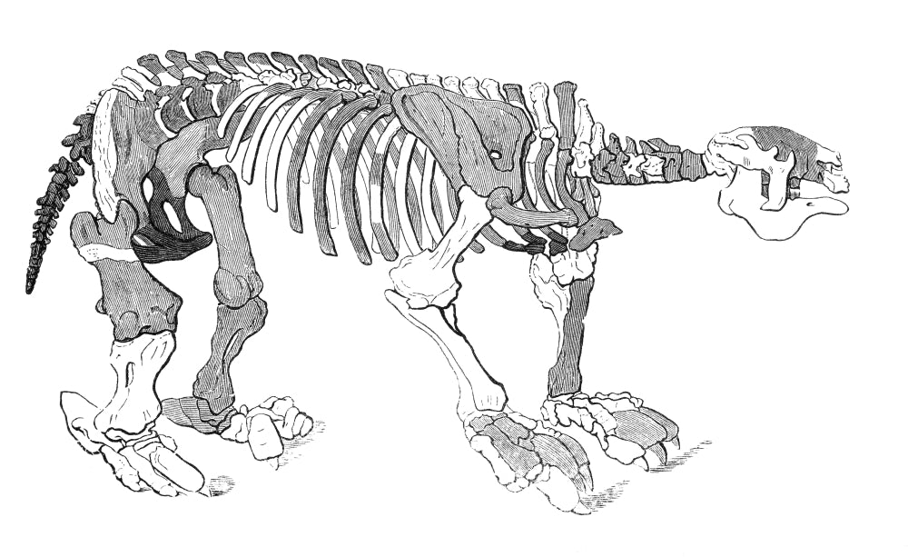 Megatherium Skeleton Poster Print showcasing a detailed prehistoric creature skeleton.