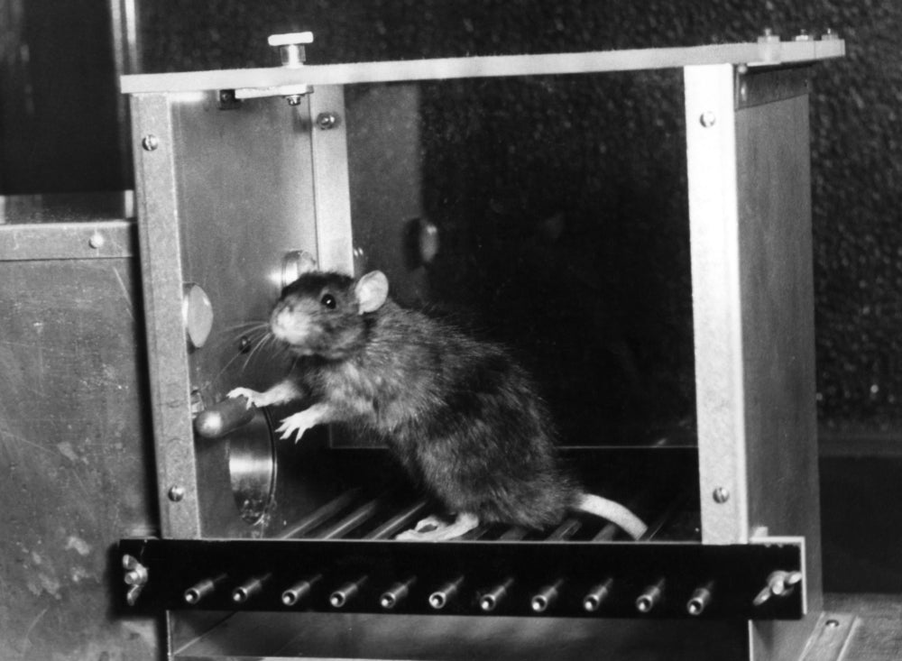 Animal Testing Rat in Skinner Box Poster Print by Science Source.