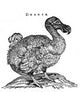 Raphus cucullatus Poster Print - Extinct Dodo Bird Art