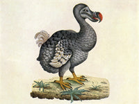 Raphus cucullatus Extinct Dodo Bird Poster Print