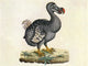 Raphus cucullatus Extinct Dodo Bird Poster Print