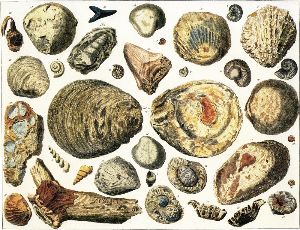 Petrified Marine Shells Poster Print showcasing detailed marine shell formations.