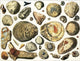 Petrified Marine Shells Poster Print showcasing detailed marine shell formations.